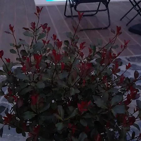 Poolemonhouse Fernao Ferro