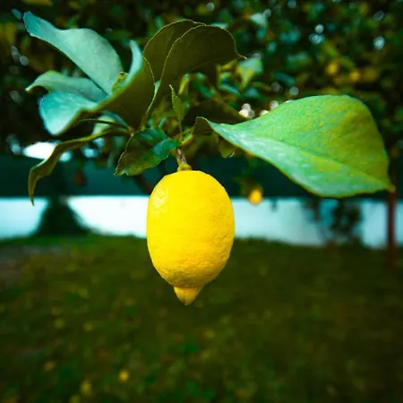 Poolemonhouse Daire Fernao Ferro