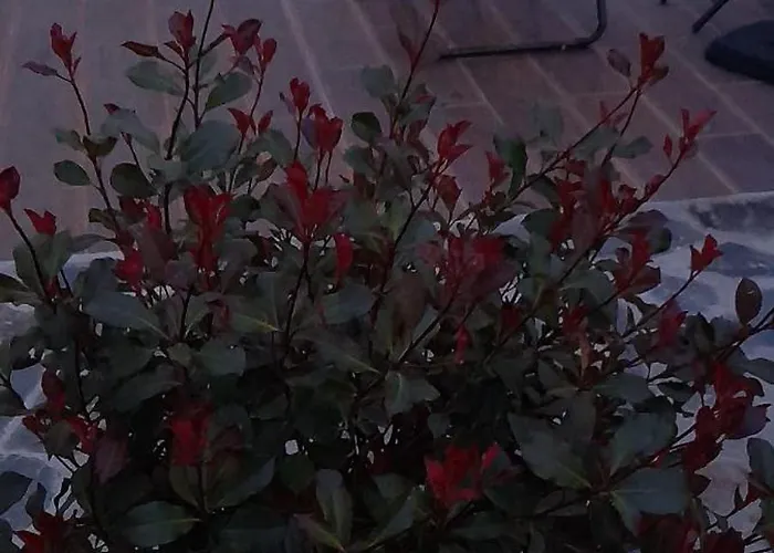 Poolemonhouse Fernão Ferro